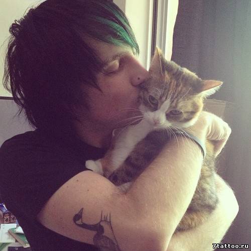 Гусь на руке парня, целующего кота