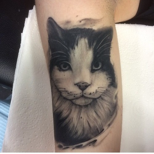 Черно-белая кошка на руке