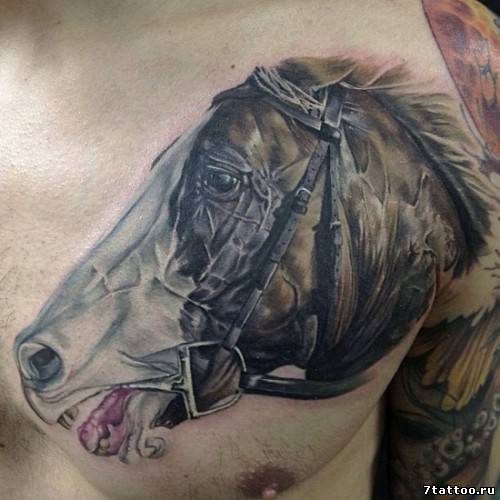 Лошадь на груди парня